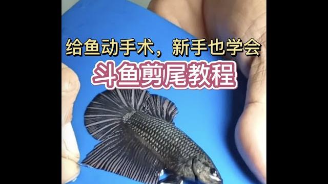 泰国斗鱼剪尾教程,烧尾了就需要剪掉坏掉的尾巴 betta splendens 泰国斗鱼剪尾教程,烧尾了就需要剪掉坏掉的尾巴 betta splendens