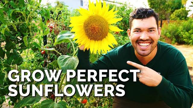 How to grow sunflowers successfully at home How to grow sunflowers successfully at home