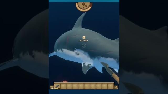 101 raft tips: #13: shark divng 101 raft tips: #13: shark divng
