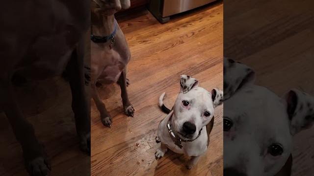 Sit for a treat not drool at my feet Sit for a treat not drool at my feet