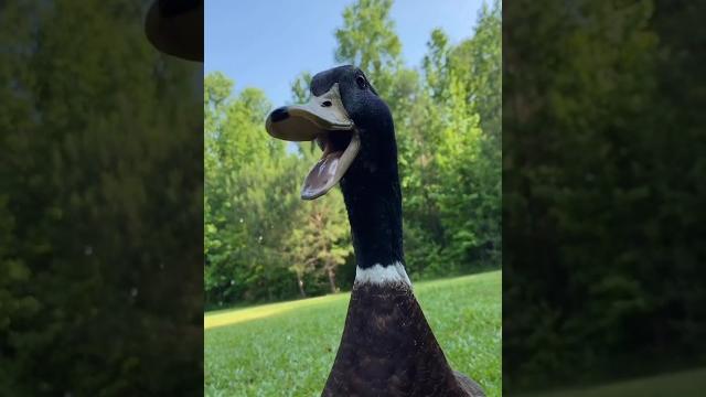 Duck was trying to eat fish : #shorts #duck #short Duck was trying to eat fish : #shorts #duck #short