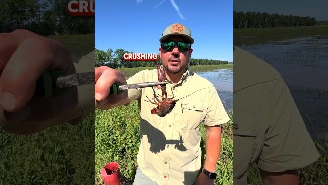 Crawfish drop their claws #louisiana #crawfish #cajun Crawfish drop their claws #louisiana #crawfish #cajun