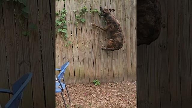 #suzy #dog made #squirrel #yeet #suzy #dog made #squirrel #yeet
