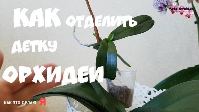 Как отделить детку орхидеи от цветоноса |орхидея orchid orchid отделение детки от орхидеи фаленопсис Как отделить детку орхидеи от цветоноса |орхидея orchid orchid отделение детки от орхидеи фаленопсис