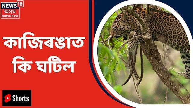 Kaziranga news | kaziranga ত শিহঁৰণকাৰী দৃশ্য Kaziranga news | kaziranga ত শিহঁৰণকাৰী দৃশ্য