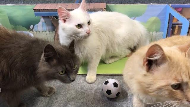 My talking tom friends in real life. diy My talking tom friends in real life. diy