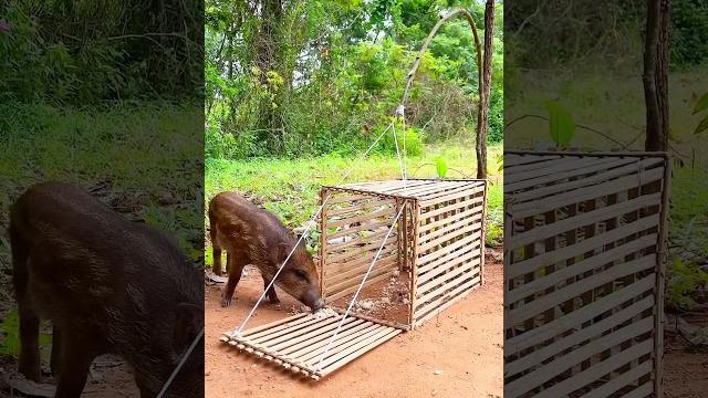 Best animal traps Best animal traps