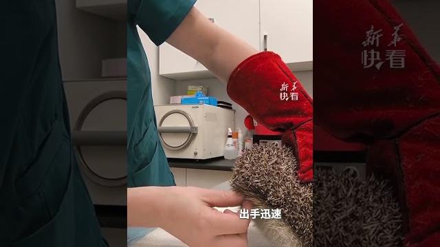 網友分享獸醫如何給刺猬打針…天天給別人“扎針,終于也是被扎了一次…#快看趣聞 網友分享獸醫如何給刺猬打針…天天給別人“扎針,終于也是被扎了一次…#快看趣聞