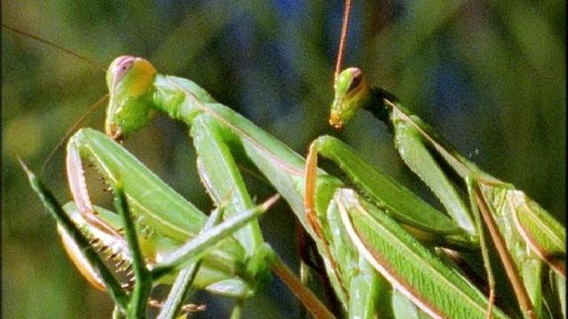 Mantis mating | wildlife on one: enter the mantis | bbc earth Mantis mating | wildlife on one: enter the mantis | bbc earth