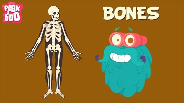 Bones | the dr. binocs show | learn videos for kids Bones | the dr. binocs show | learn videos for kids