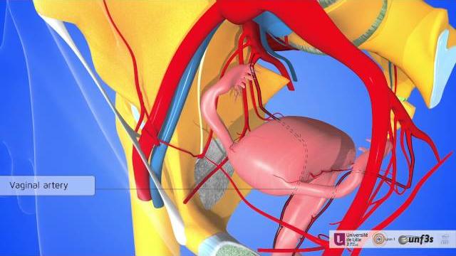 The female pelvic organs: pelvic vascularisation The female pelvic organs: pelvic vascularisation