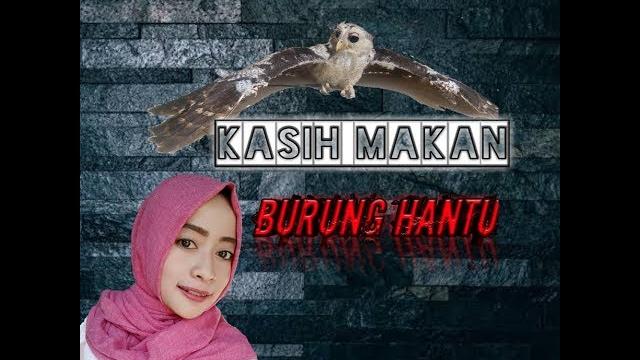 Kasih makan burung hantu kesayangan Kasih makan burung hantu kesayangan