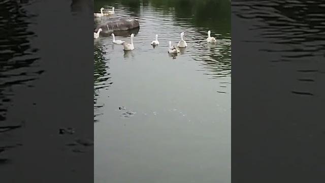 Duck #bayan #motivation Duck #bayan #motivation