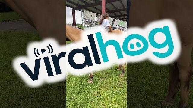 Gentle horse allows climbing and sliding || viralhog Gentle horse allows climbing and sliding || viralhog