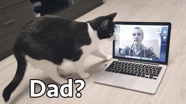 Video сhat. the cat is looking for daddy Video сhat. the cat is looking for daddy
