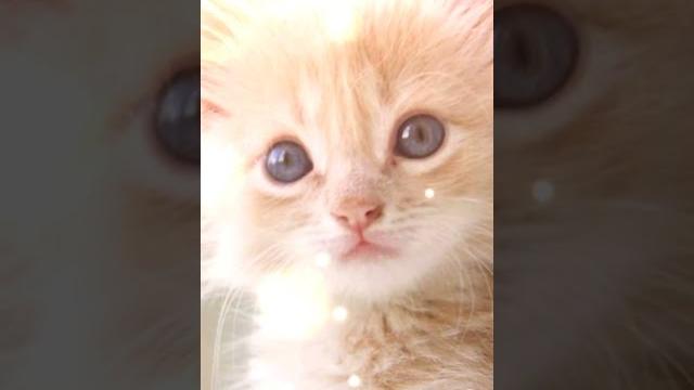 Everyone meow with me! Everyone meow with me!
