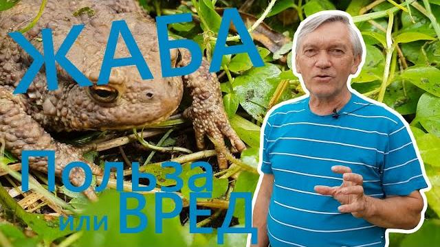 Жаба - польза или вред? Жаба - польза или вред?