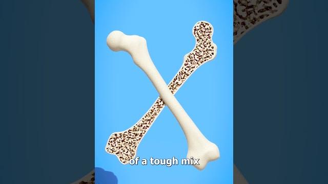 How strong are human bones? How strong are human bones?