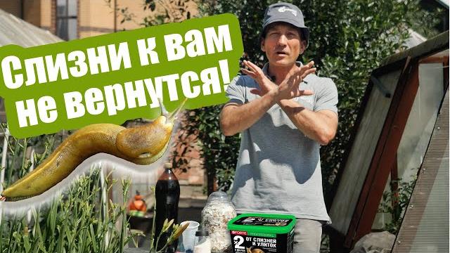 Как бороться со слизнями на участке, если народные советы не работают? средства и ловушки от слизней Как бороться со слизнями на участке, если народные советы не работают? средства и ловушки от слизней