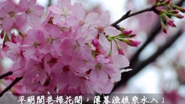 《桃 源 行 away from the confused world》 《桃 源 行 away from the confused world》