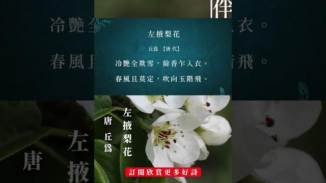詩伴 讀詩【左掖梨花】 #shorts #中国 #傳統文化#古詩詞 詩伴 讀詩【左掖梨花】 #shorts #中国 #傳統文化#古詩詞