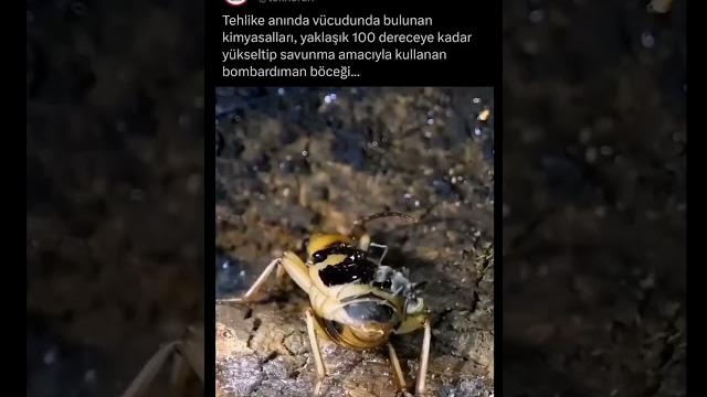 Bombardıman böceği Bombardıman böceği