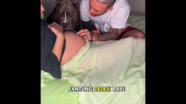 Anjing ini terkejut saat mendengar detak jantung bayi majikannya️ Anjing ini terkejut saat mendengar detak jantung bayi majikannya️