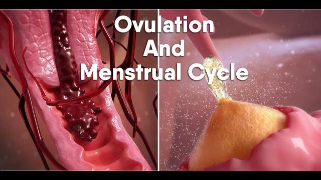 Ovulation and menstrual cycle often called period|medical animationdandelionteam #ovulation #period Ovulation and menstrual cycle often called period|medical animationdandelionteam #ovulation #period