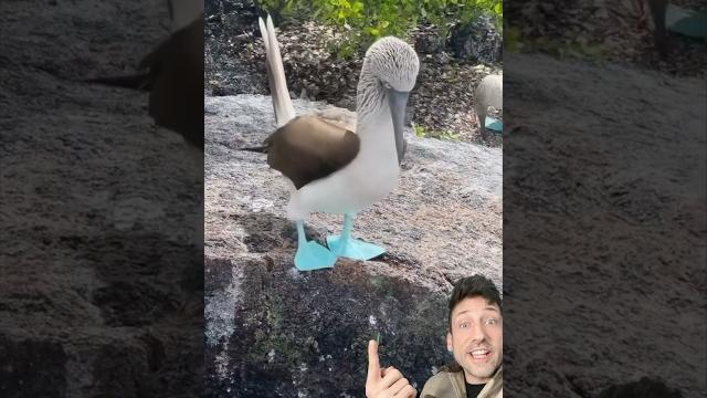 Meet the blue footed boobies Meet the blue footed boobies
