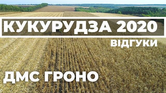 Вінницька область кукурудза дмс гроно. бершадь Вінницька область кукурудза дмс гроно. бершадь