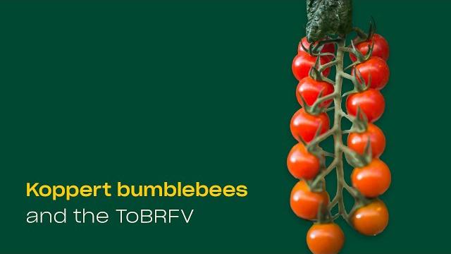 Koppert bumblebees and the tobrfv Koppert bumblebees and the tobrfv