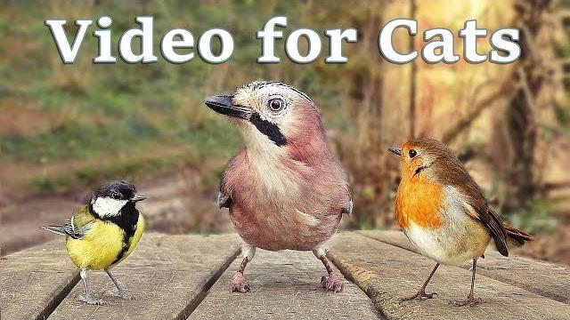 Videos for cats to watch - 8 hour birds bonanza - cat tv bird watch Videos for cats to watch - 8 hour birds bonanza - cat tv bird watch