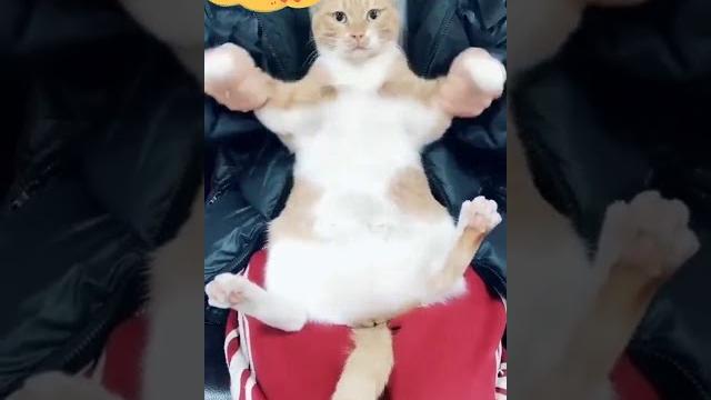 #meow# #dancing cat##会跳舞的猫猫# #meow# #dancing cat##会跳舞的猫猫#