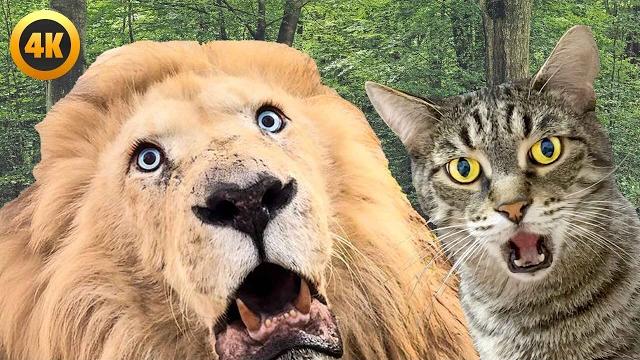 Super funny animal moments | hilarious and cute pet videos Super funny animal moments | hilarious and cute pet videos