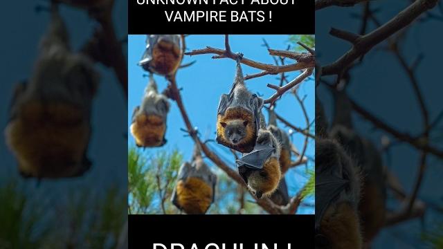 Draculin ! Draculin !