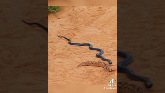Black king cobra vs russell viper very dengerous fight Black king cobra vs russell viper very dengerous fight