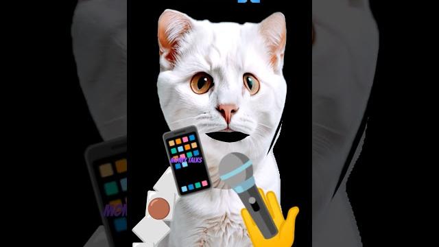 Money talks cat vergen Money talks cat vergen