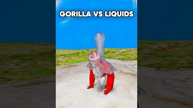 Who will win? #gorillatag Who will win? #gorillatag