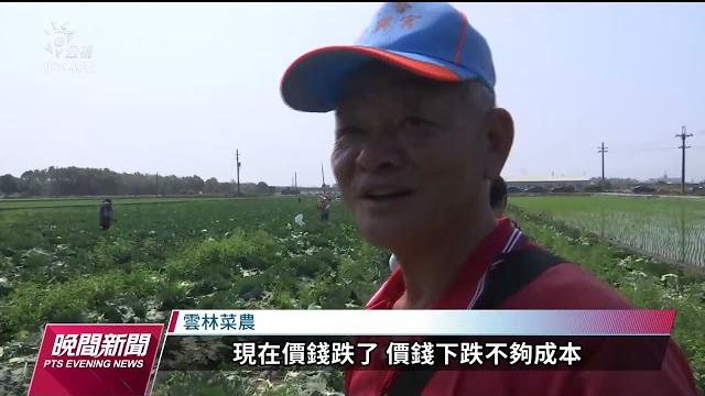 雲林高麗菜價格崩跌 開放採摘一顆10元|20230318 公視晚間新聞 雲林高麗菜價格崩跌 開放採摘一顆10元|20230318 公視晚間新聞