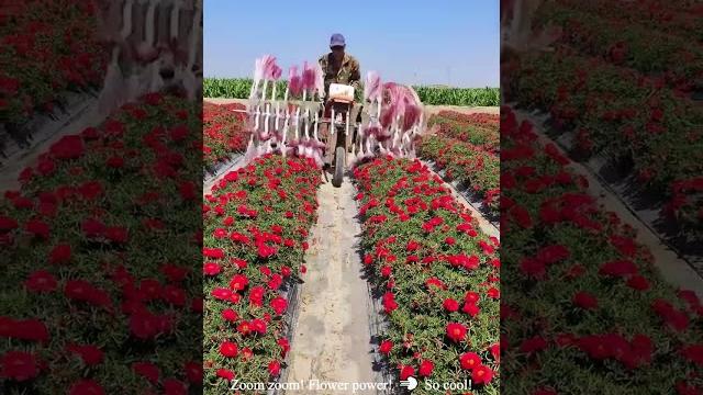 This flower tickling machine is my new obsession! #oddlysatisfying #flowers #farming This flower tickling machine is my new obsession! #oddlysatisfying #flowers #farming