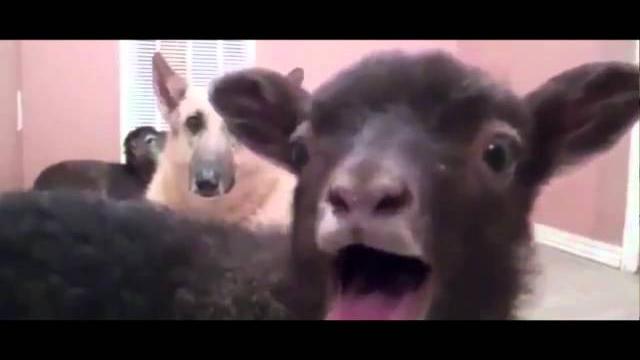 Miley cyrus - party in the u.s.a. (goat edition) Miley cyrus - party in the u.s.a. (goat edition)