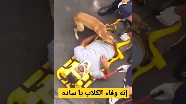 إنه وفاء الكلاب يا ساده #shorts إنه وفاء الكلاب يا ساده #shorts