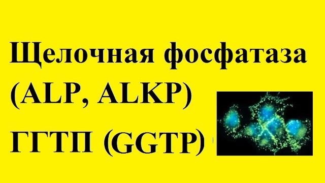 Щелочная фочфатаза, ггтп Щелочная фочфатаза, ггтп