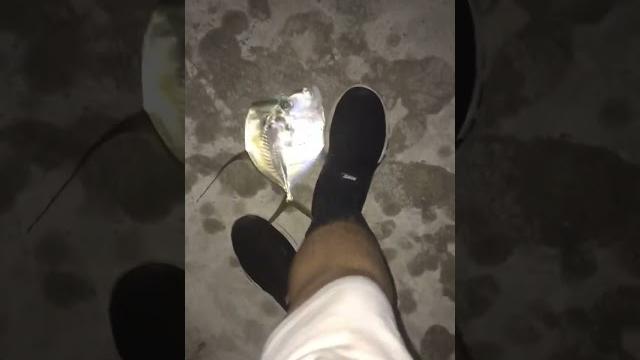 #moonfish #lookdown #moonfish #lookdown