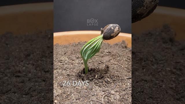 300 days in 36 seconds - stone pine time-lapse 300 days in 36 seconds - stone pine time-lapse