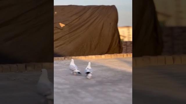 Centinent breed/#mypigeons #trending Centinent breed/#mypigeons #trending
