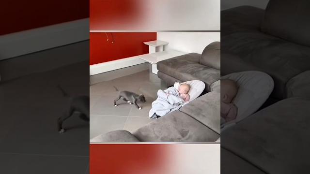 ️ the love of puppies puppies and babies #germanshepherd #dog #pets #puppy #dogtraining #doglife ️ the love of puppies puppies and babies #germanshepherd #dog #pets #puppy #dogtraining #doglife