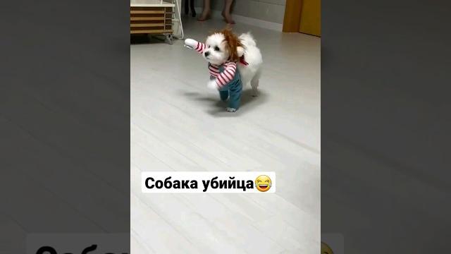 Собака убийца #смех #shorts Собака убийца #смех #shorts