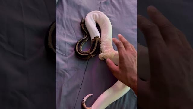 Satisfying snake shed asmr! you’ll love it! Satisfying snake shed asmr! you’ll love it!