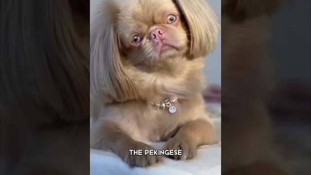 Pekingese the chinese royalty's pet! Pekingese the chinese royalty's pet!
